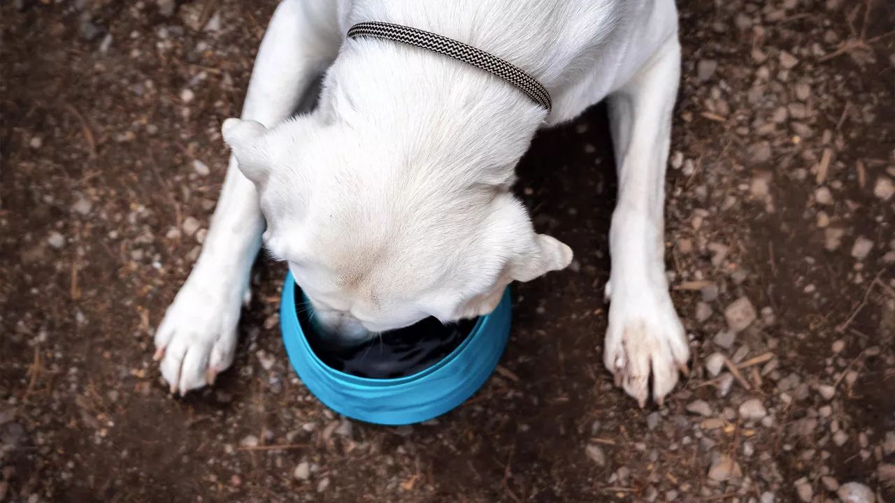 Ein Hund trinkt aus einem blauen Napf.