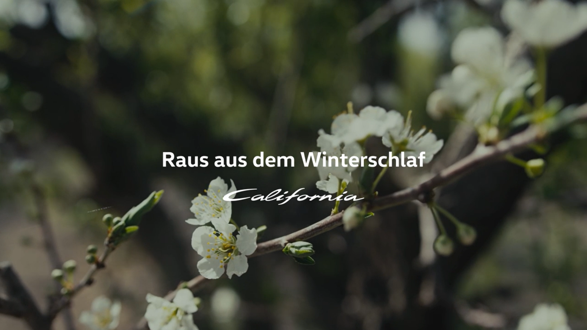 Nahaufnahme von weiß blühenden Kirschzweigen vor einem verschwommenen Hintergrund. Der Text "Raus aus dem Winterschlaf" ist in der Mitte des Bildes zu sehen, darunter das Wort "California" in geschwungener Schrift.